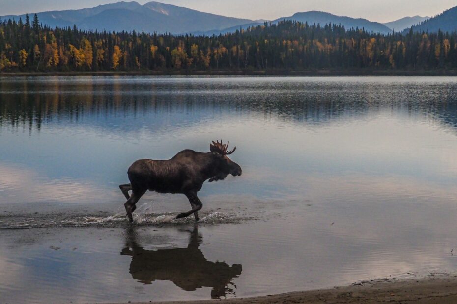 black cow on lake shore during daytime