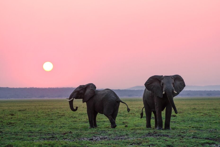 two grey elephants on grass plains during sunset